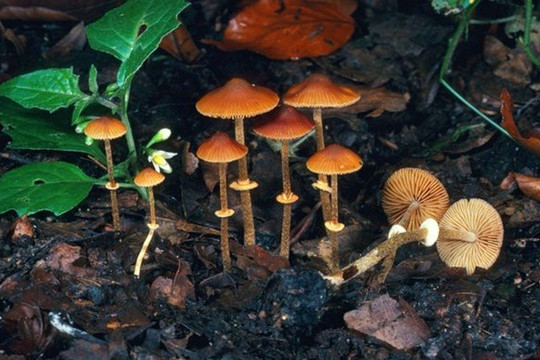 7 loại nấm độc chết người bậc nhất thế giới và những tác hại khủng khiếp với cơ thể