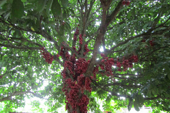 Phú Yên: Tết trồng cây gắn với bảo vệ, phát triển rừng năm 2022