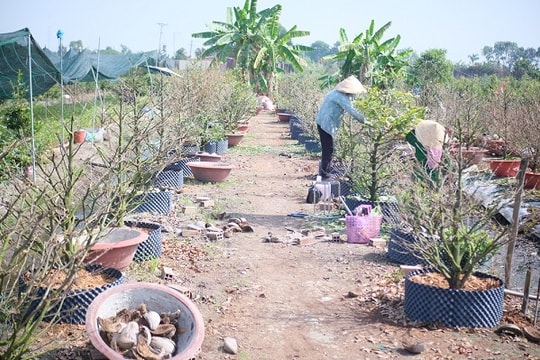 Mới qua Rằm, rầu lòng đóng vườn, bỏ chợ chờ Tết sang năm