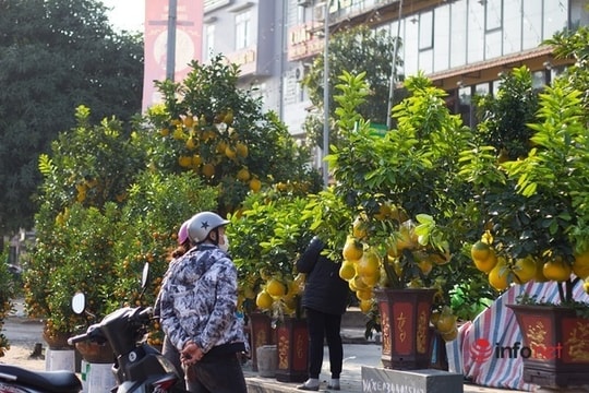 Đào mốc, quất Tết tràn xuống đường đợi khách, dân buôn chong đèn thức cả đêm thấp thỏm