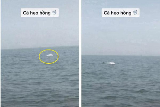 HOT: Cá heo hồng cực hiếm bất ngờ xuất hiện ở biển Việt Nam