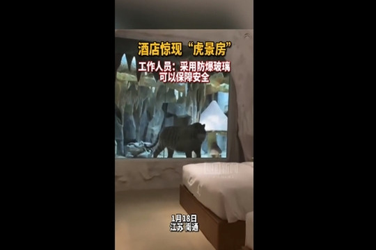 Khách sạn Trung Quốc bị chỉ trích vì để khách ‘ở chung phòng’ với hổ