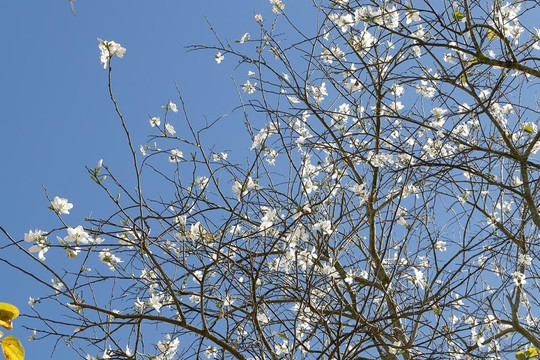 Mùa hoa ban trắng xuyến xao ở Đà Lạt