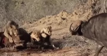 Khoảnh khắc trâu rừng "1 chọi 8" với đàn sư tử háu đói để cứu bạn