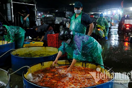 Trước ngày ông Táo lên trời, cá chép nhuộm đỏ chợ cá lớn nhất Hà Nội