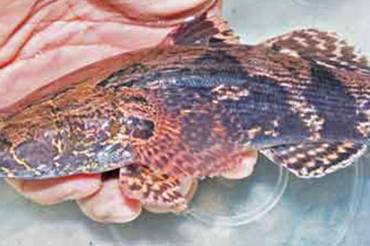 Săn con cá bống nặng 5kg, đặc sản hiếm ăn Tết