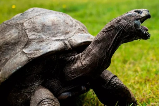 Kỳ lạ cụ rùa 190 tuổi vẫn "ham muốn" như tuổi đôi mươi