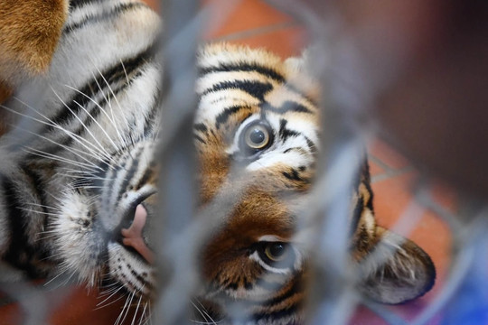 Những "bảo mẫu" chăm hổ tại Vườn thú Thủ Lệ ở Hà Nội