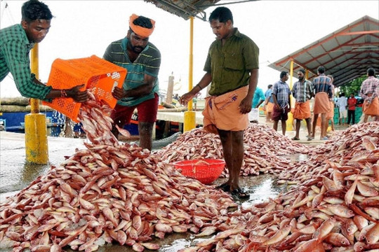Ấn Độ: xuất khẩu thủy sản tăng 35% lên 6,1 tỷ USD