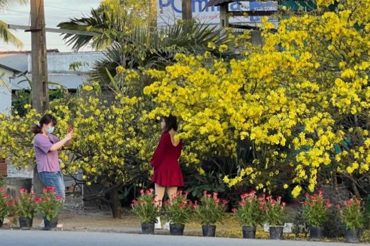 Vườn mai gần 30 năm tuổi vàng rực 'níu' chân khách đến 'check in' dịp Tết