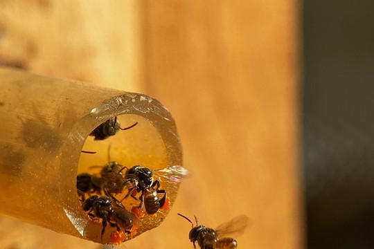 Loại ong không đốt về làm tổ giữa phố bụi, lấy mật bán 2 triệu/lít