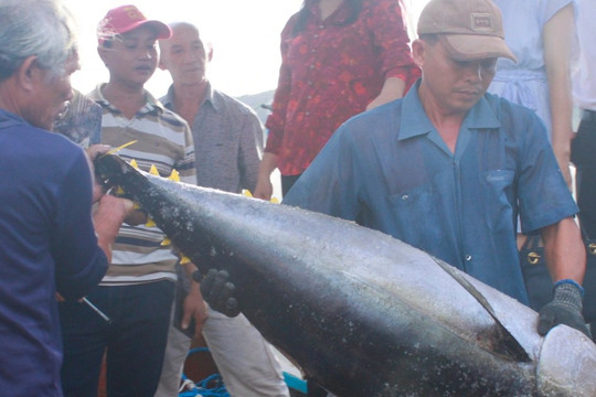 Làng biển nhiều biệt thự nhất Bình Định nhờ nghề câu loài cá 'khủng'