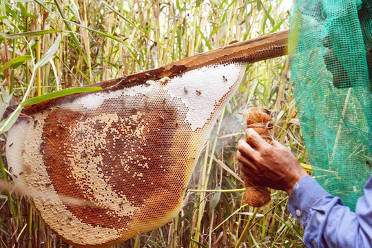 Từ mật ong rừng U Minh Hạ đến nghề di sản văn hóa phi vật thể Quốc gia