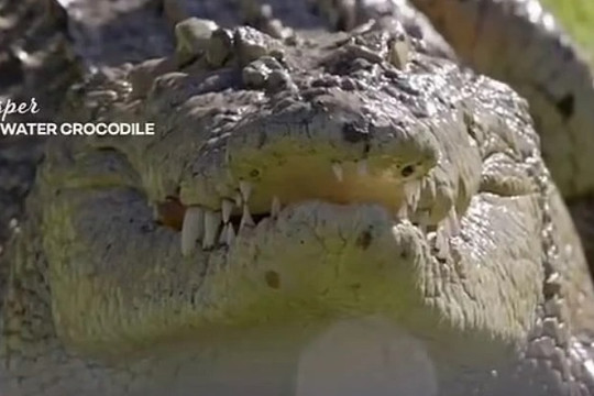Cận cảnh sự hiếu chiến của cá sấu trong show động vật hoang dã