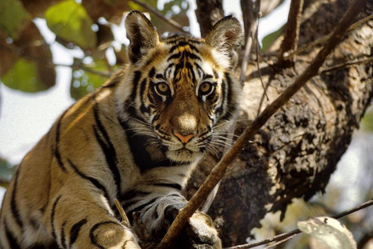 Loài hổ có thể đã biến mất khỏi những cánh rừng tại Lào