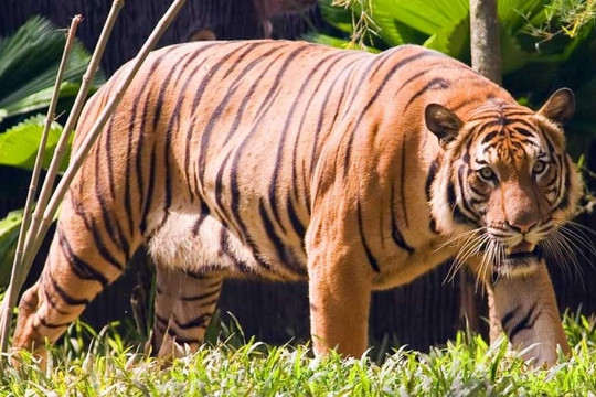 Malaysia nỗ lực cứu hổ Mã Lai đang có nguy cơ tuyệt chủng