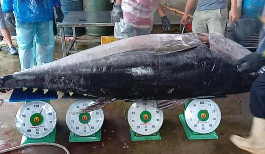 Bình Định: Bắt được con cá ngừ khổng lồ chưa từng thấy