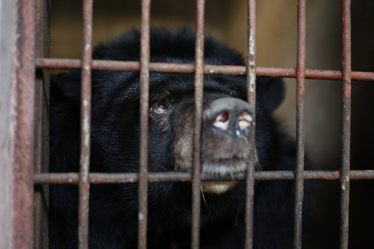 Toàn cảnh chuyến "chuyển khẩu" 9 con gấu từ Bình Dương về Ninh Bình