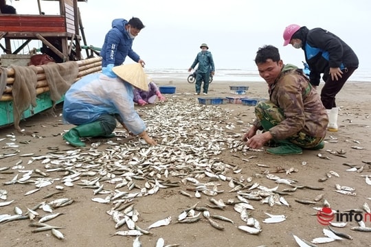 Ngư dân vào mùa cá trích, có bè bắt được vài tạ cá mỗi ngày, thu nhập 2-3 triệu đồng