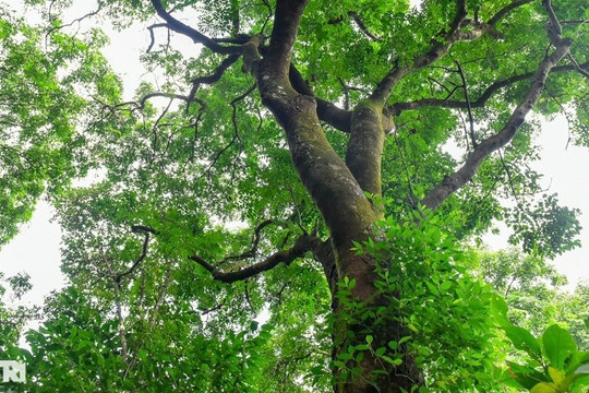 Chiêm ngưỡng rừng sến lớn nhất Đông Nam Á