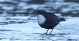 Loài chim sẻ chuyên kiếm ăn dưới nước với kĩ năng "ngụp lặn" siêu hạng