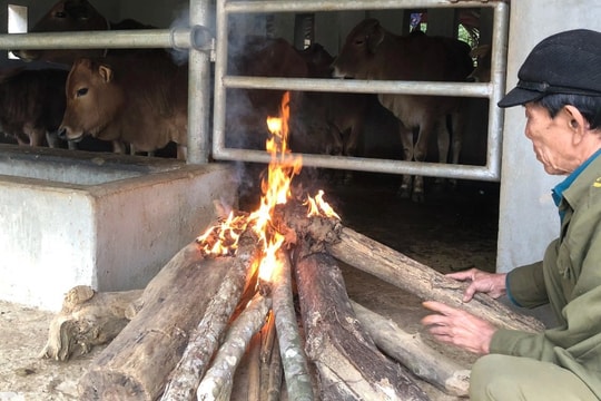 Hàng trăm con trâu bò lăn ra chết vì giá rét