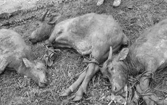 Gần 3.000 con gia súc bị chết trong đợt mưa rét kỷ lục
