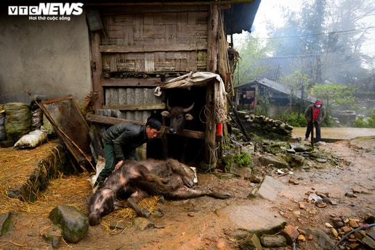 Trâu bò chết rét la liệt, người Hà Nhì xót xa mổ bán gỡ tiền vốn