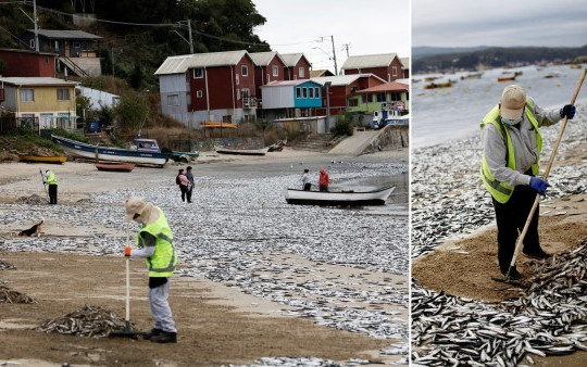 Bí ẩn hàng nghìn con cá chết dạt vào bãi biển Chile