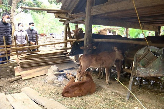 Sơn La: Gia tăng thiệt hại do rét đậm, rét hại