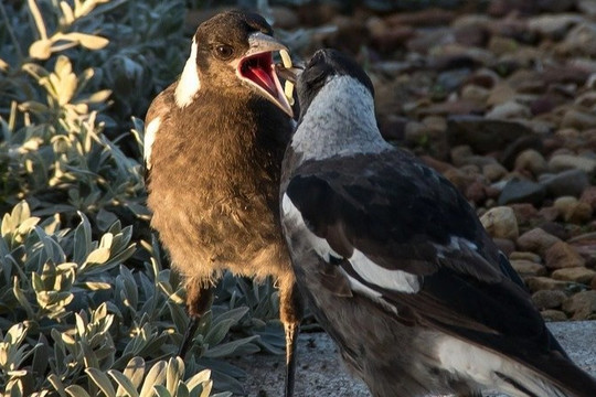 Hành động khôn khéo của loài chim ác là khiến các nhà khoa học bối rối