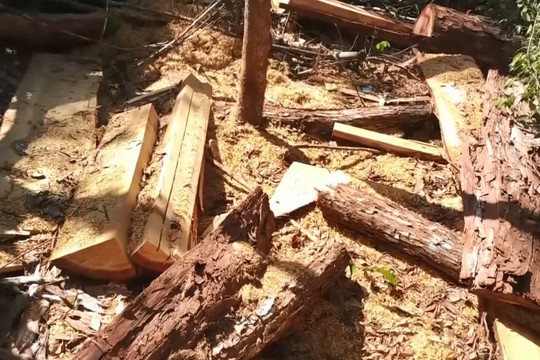 Khẩn trương điều tra vụ khai thác trái phép gỗ Pơ mu quý hiếm ở Đắk Lắk