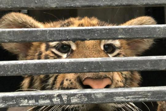 7 con hổ Đông Dương được giải cứu giờ ra sao?