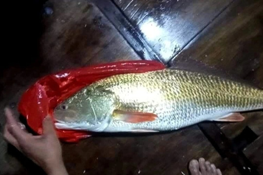 Bắt được con cá màu óng ánh nghi cá sủ vàng quý hiếm