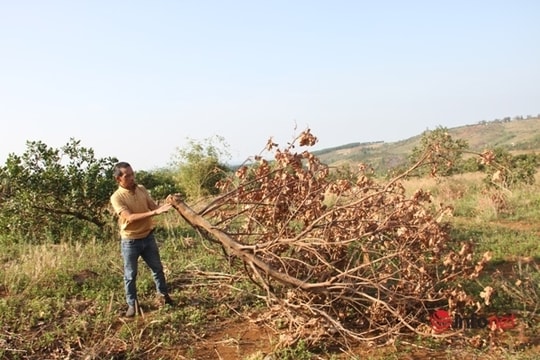 Đắk Nông: Hàng chục gia đình kêu cứu vì bị hành hung, chặt phá vườn cây