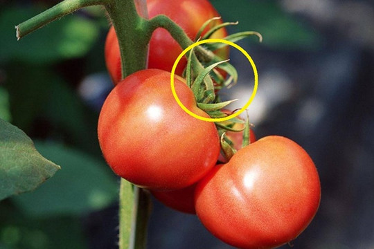Đi chợ, thấy cà chua có 3 ĐẶC ĐIỂM này dứt khoát đừng mua: Có thể chứa độc tố hoặc đã bị tiêm thuốc kích chín, người trồng còn không dám ăn