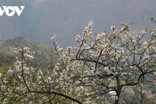 Bản Mông Mù Cang Chải đẹp như tranh trong mùa Sơn tra nở hoa