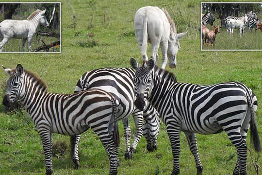Phát hiện ngựa vằn bạch tạng hiếm thấy ở châu Phi