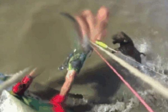 Clip: Người đàn ông đang lướt sóng bị chó Pitbull tấn công kinh hoàng