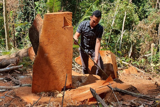 Chủ tịch tỉnh Kon Tum chỉ đạo khẩn trương điều tra vụ phá rừng ở Măng Đen