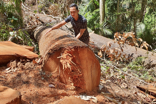 Cận cảnh rừng già ở Kon Tum bị lâm tặc 'xẻ thịt'