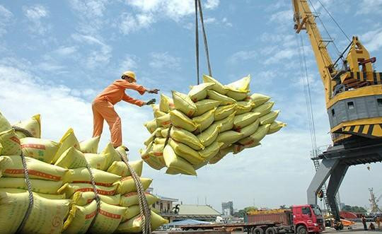 Giá lúa gạo đồng loạt tăng, thị trường xuất khẩu gạo sôi động