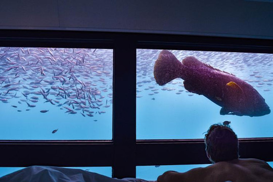 Khách sạn dưới nước cho phép ngắm nhìn rặng san hô vĩ đại nhất thế giới