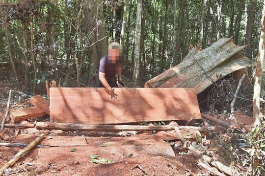 Hai cán bộ lâm nghiệp và 11 người bị khởi tố trong vụ phá rừng ở Hòn Đót