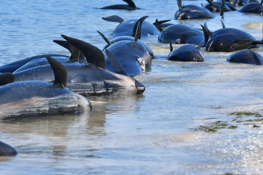 Hơn 30 con cá voi hoa tiêu mắc cạn bí ẩn ở New Zealand
