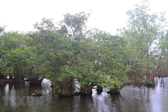 Khám phá vẻ đẹp rừng ngập mặn nguyên sinh trên phá Tam Giang
