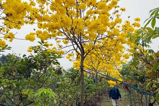 Cuồng hoa phong linh, dân Hà thành rủ nhau mua trồng, giá 5 triệu/cây