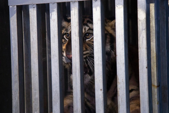 Về Phong Nha - Kẻ Bàng, 7 con hổ sẽ thoát cảnh "gầm trong cũi sắt"