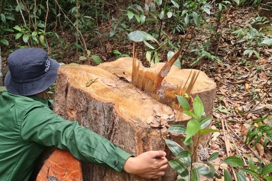 Lâm tặc mở "công trường" khai thác gỗ, dân đi sau "cạo trọc" rừng