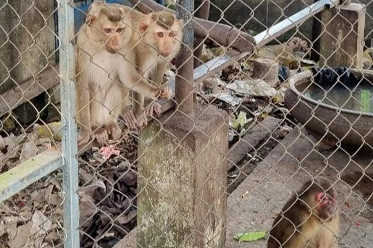 Một ngôi chùa phóng sinh 4 cá thể khỉ quý hiếm